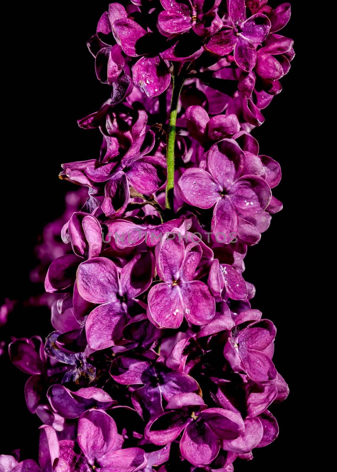 Blooming dark purple lilac on a black background by Multipedia