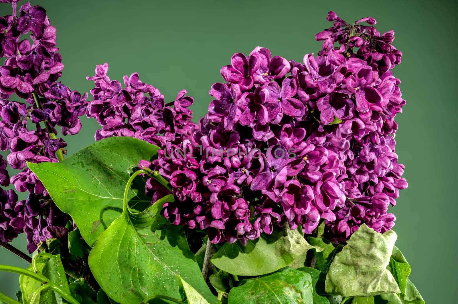 Beautiful blooming dark purple lilac on a green background. Flower head close-up.