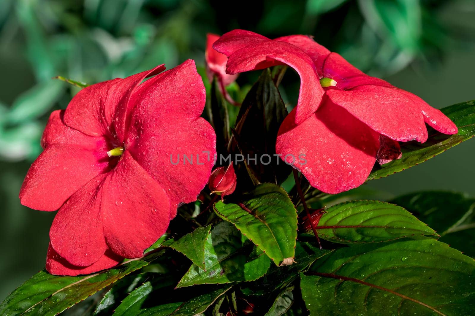 Blooming red impatiens hawkeri flowers on a green background by Multipedia