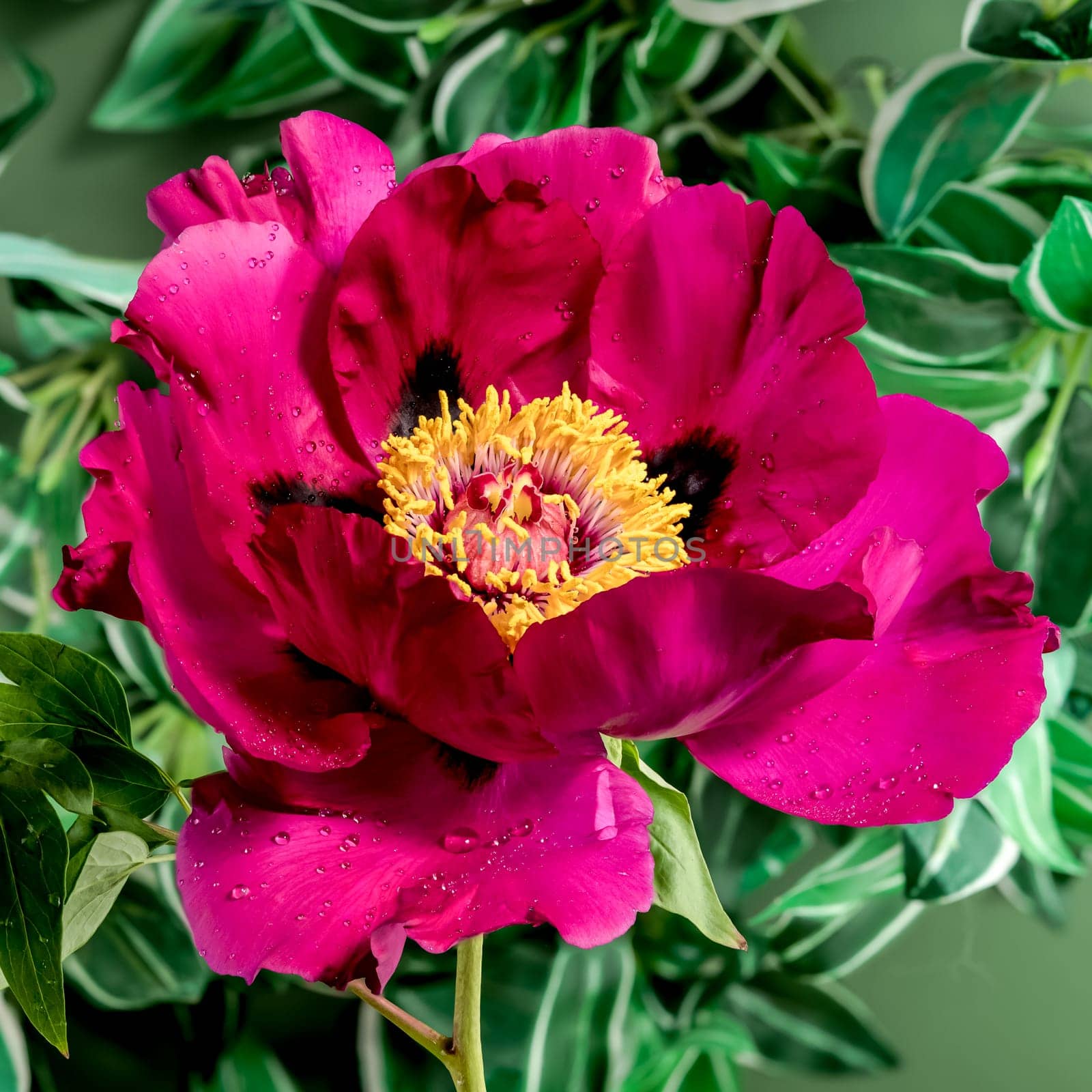 Blooming red peony on a green background by Multipedia