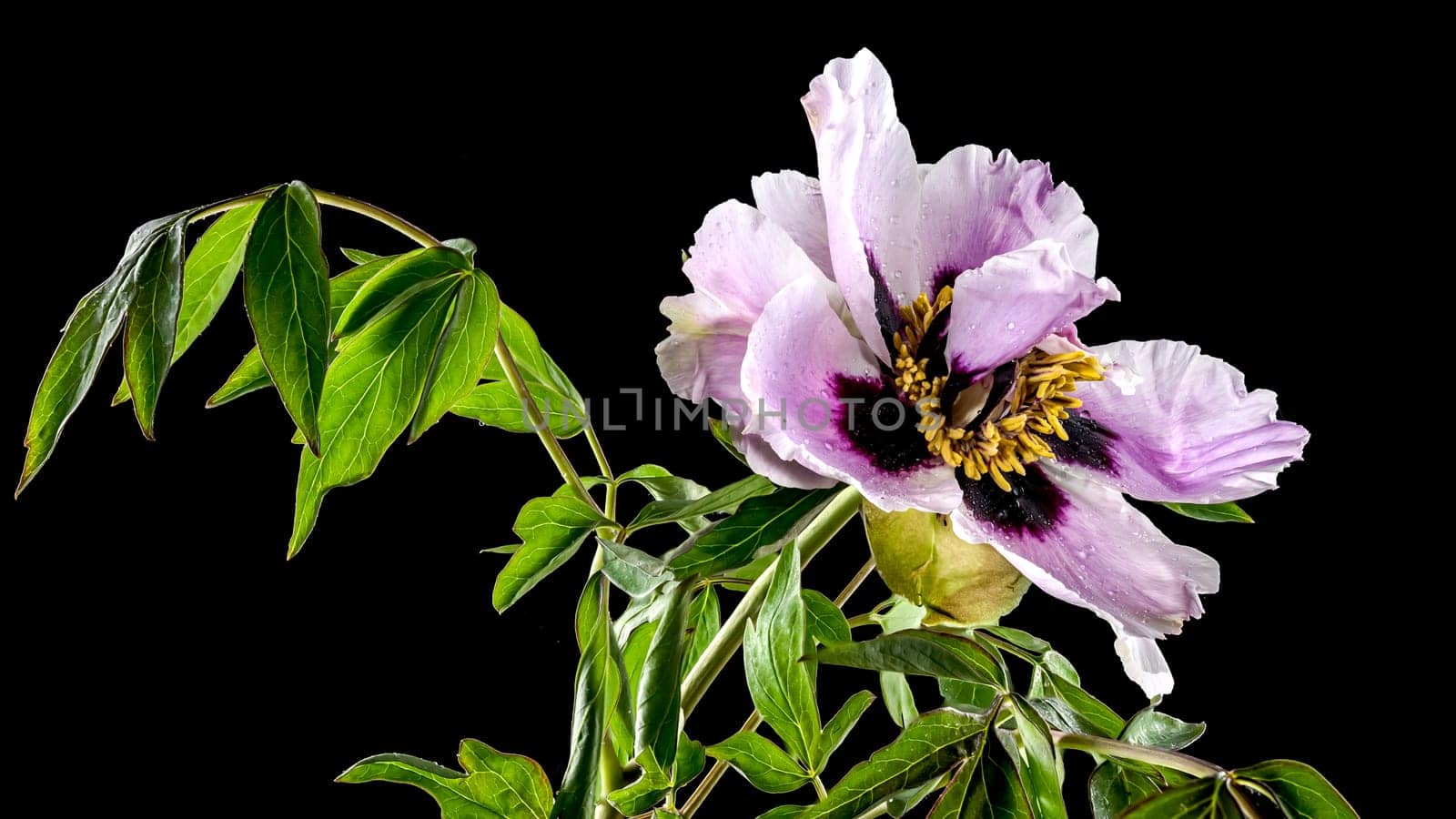 Beautiful Blooming white and pink Rock’s peony isolated on a black background. Flower head close-up.