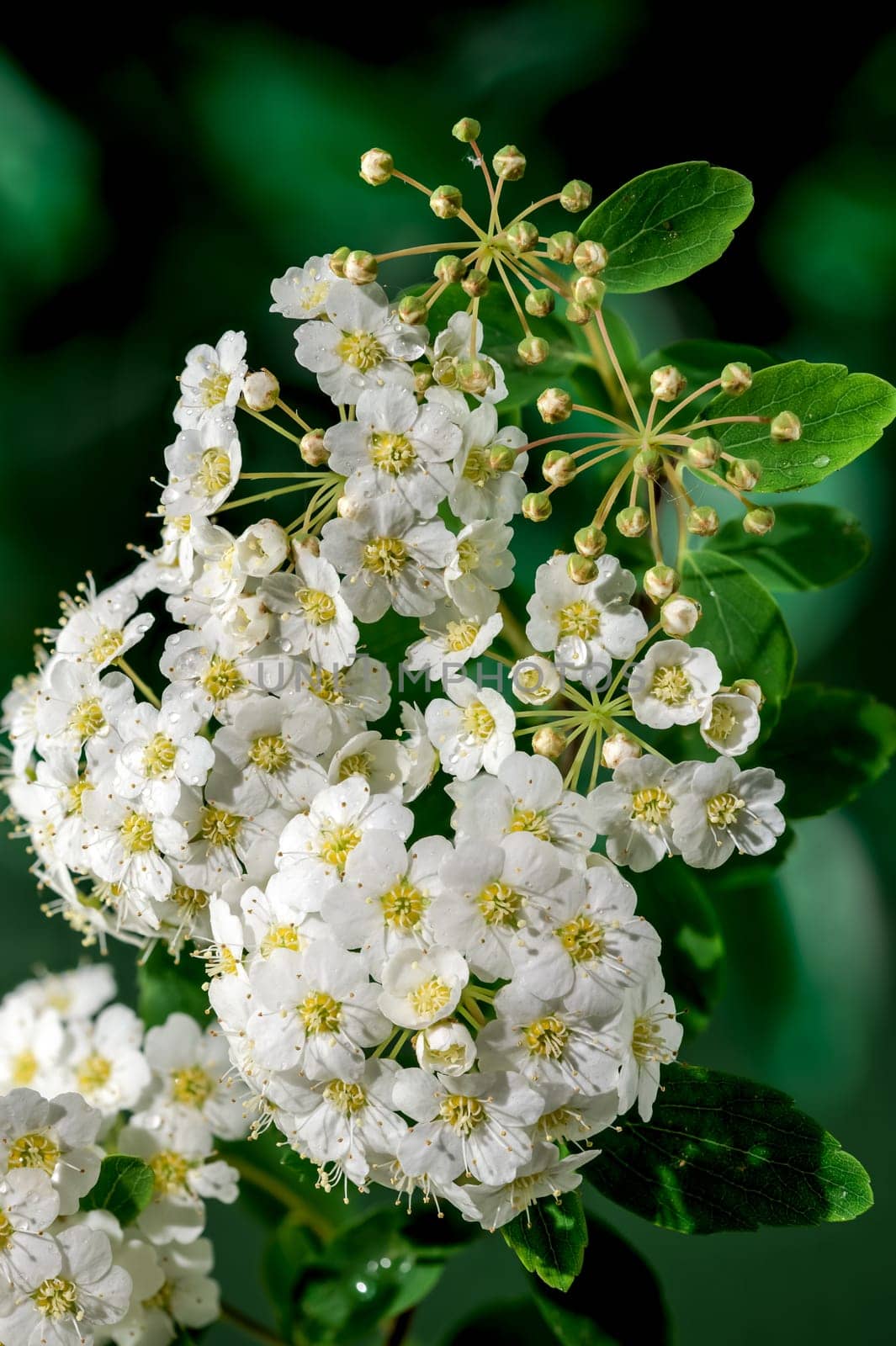 Blooming white spirea flowers on a green background by Multipedia