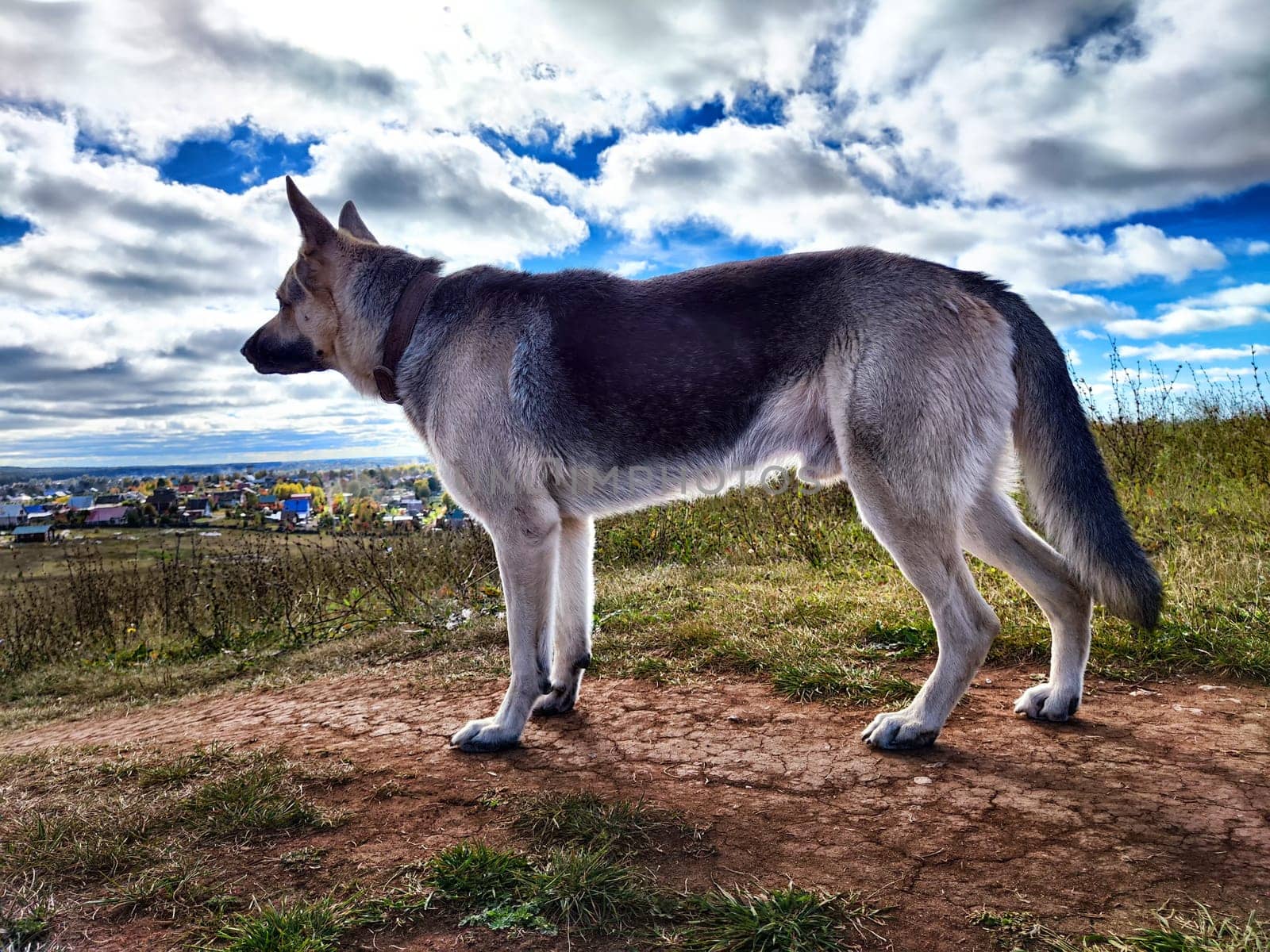 Dog German Shepherd in autumn day, green, yellow nature field, blue sky full white clouds and village in distance. eastern European dog veo Waiting and guarding on top hill in colorful landscape by keleny
