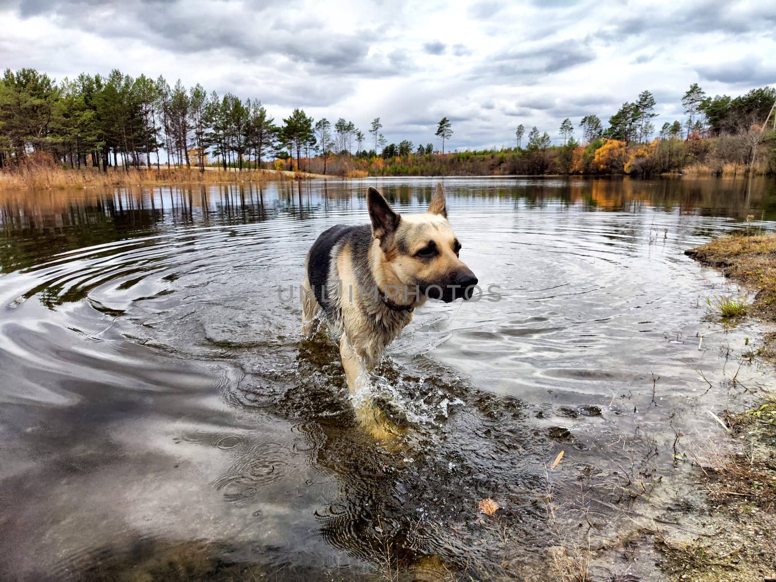 Dog German Shepherd in water of lake, river or sea. Russian eastern European dog veo in a nice day