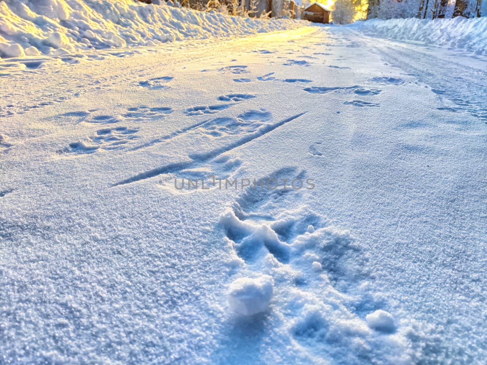 Footprints and Tire Tracks on a Snow-Covered Road at Sunset. Background, texture, copy space by keleny