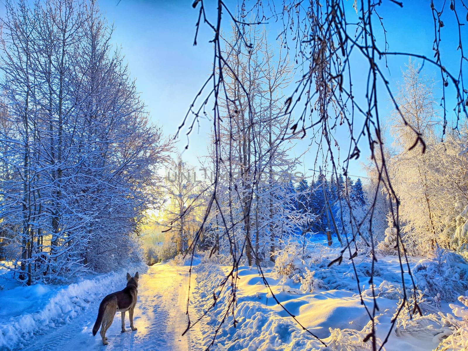 Tranquil Winter Morning With Dog on a Snowy Forest Path by keleny