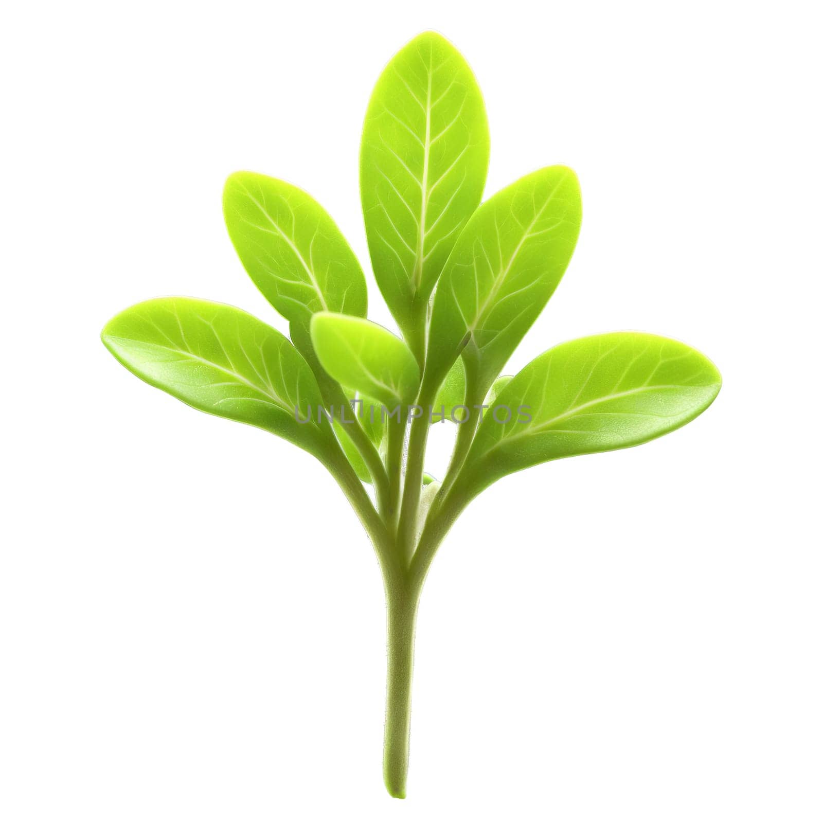 Microgreen isolated on transparent background