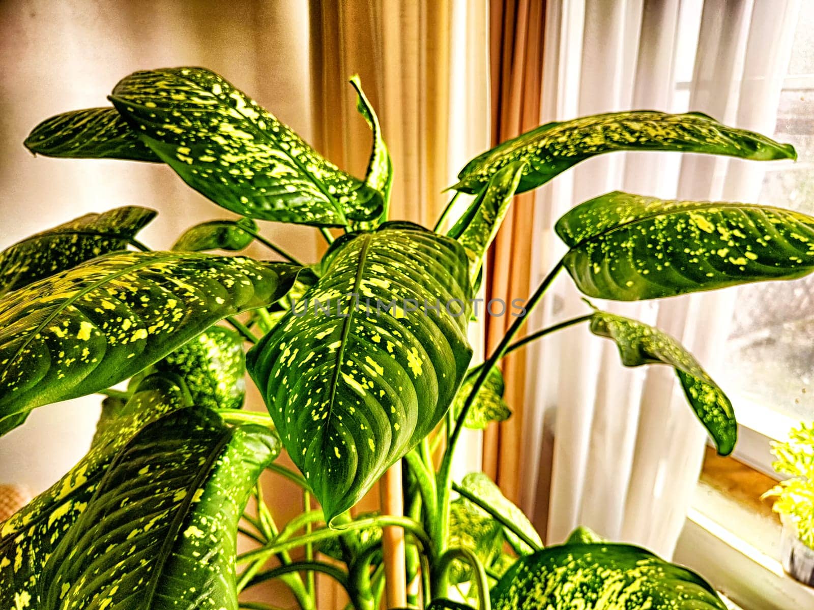 Dieffenbachia plant in a pot on a stool by the window. Retro interior in light colors. Background with plant with green leaves and fabric