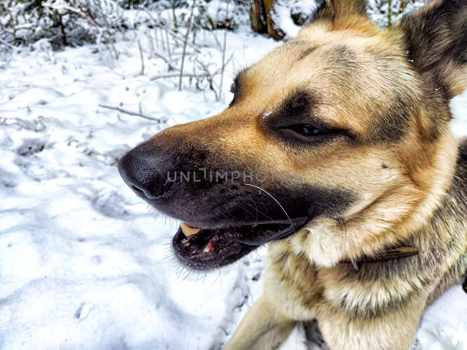 Dog German Shepherd in a winter day and white snow around. Waiting eastern European dog veo and white snow by keleny