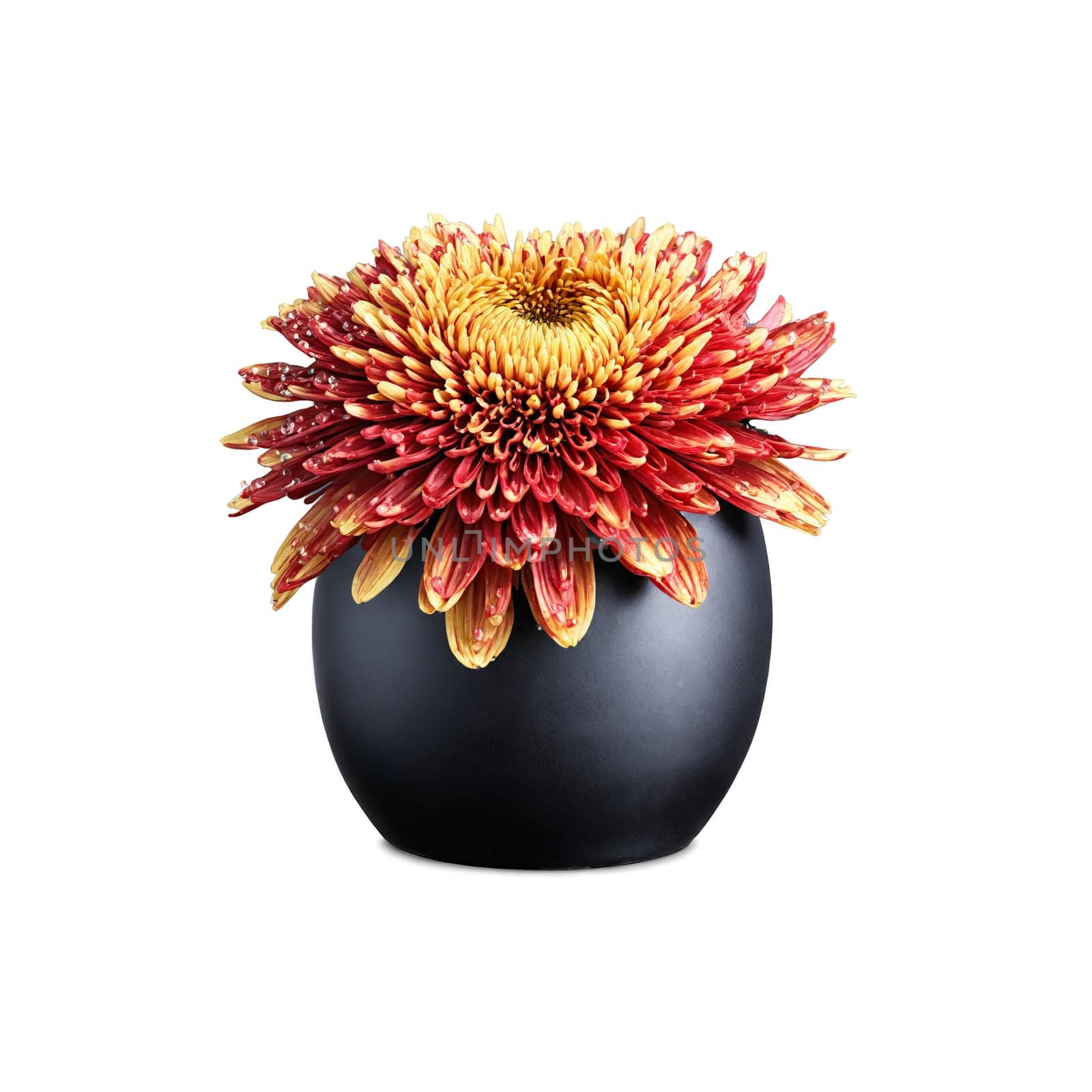 Chrysanthemum lush red and gold flowers in a black ceramic pot petals glistening with dew by panophotograph