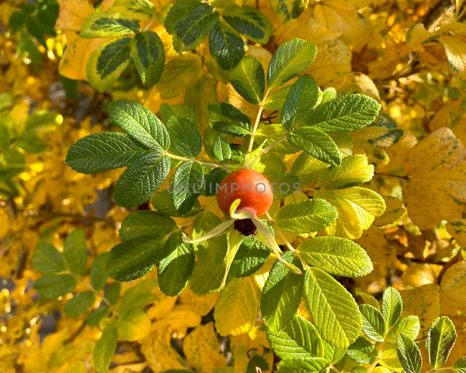 Rose hips on bush. High quality photo