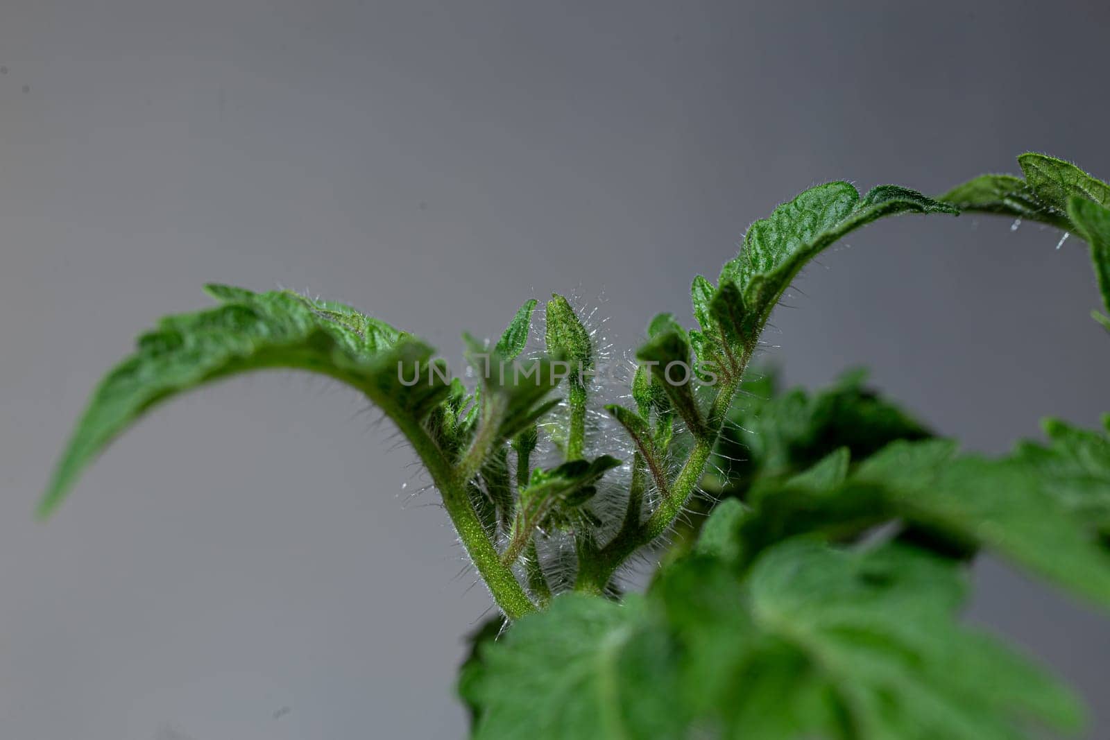 Lush tomato plant with vibrant green leaves and small buds, isolated on a white background. In focus with a shallow depth of field.