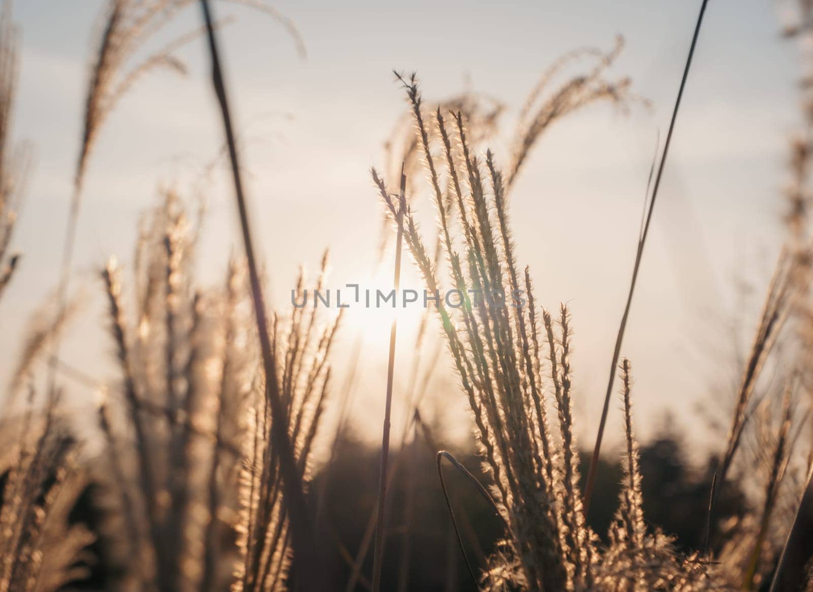 Golden wheat stalks gently sway in the wind as the setting sun casts a warm, golden glow. The serene rural landscape evokes a sense of calm and tranquility.