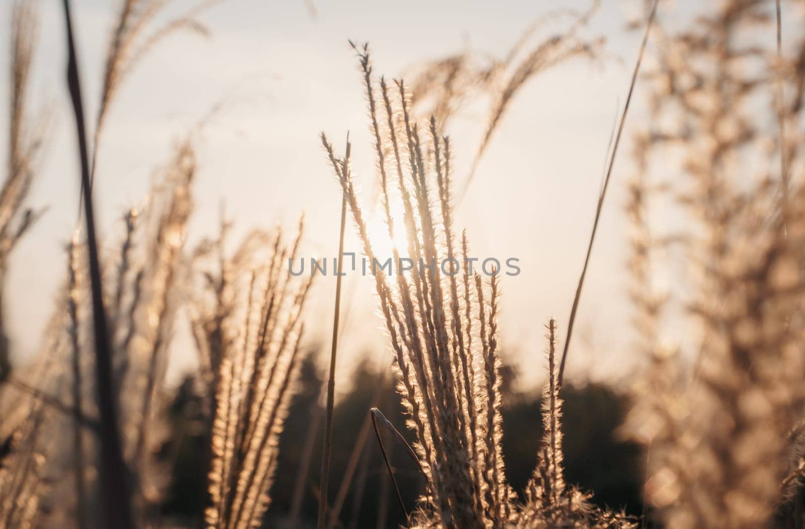 Golden wheat stalks gently sway in the wind as the setting sun casts a warm, golden glow. The serene rural landscape evokes a sense of calm and tranquility.