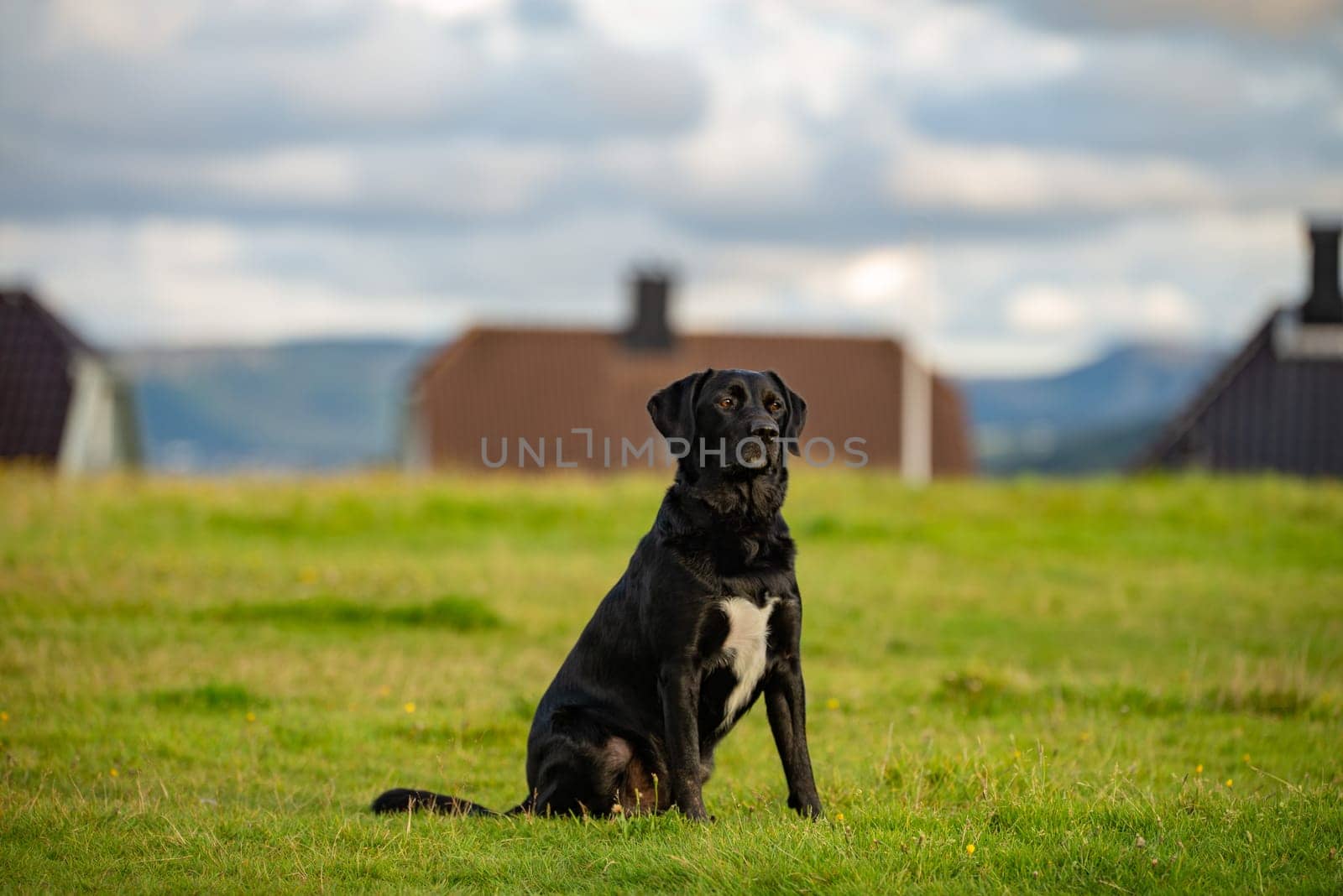 A black Labrador retriever sits attentively in a field with blurred houses and mountains in the background.