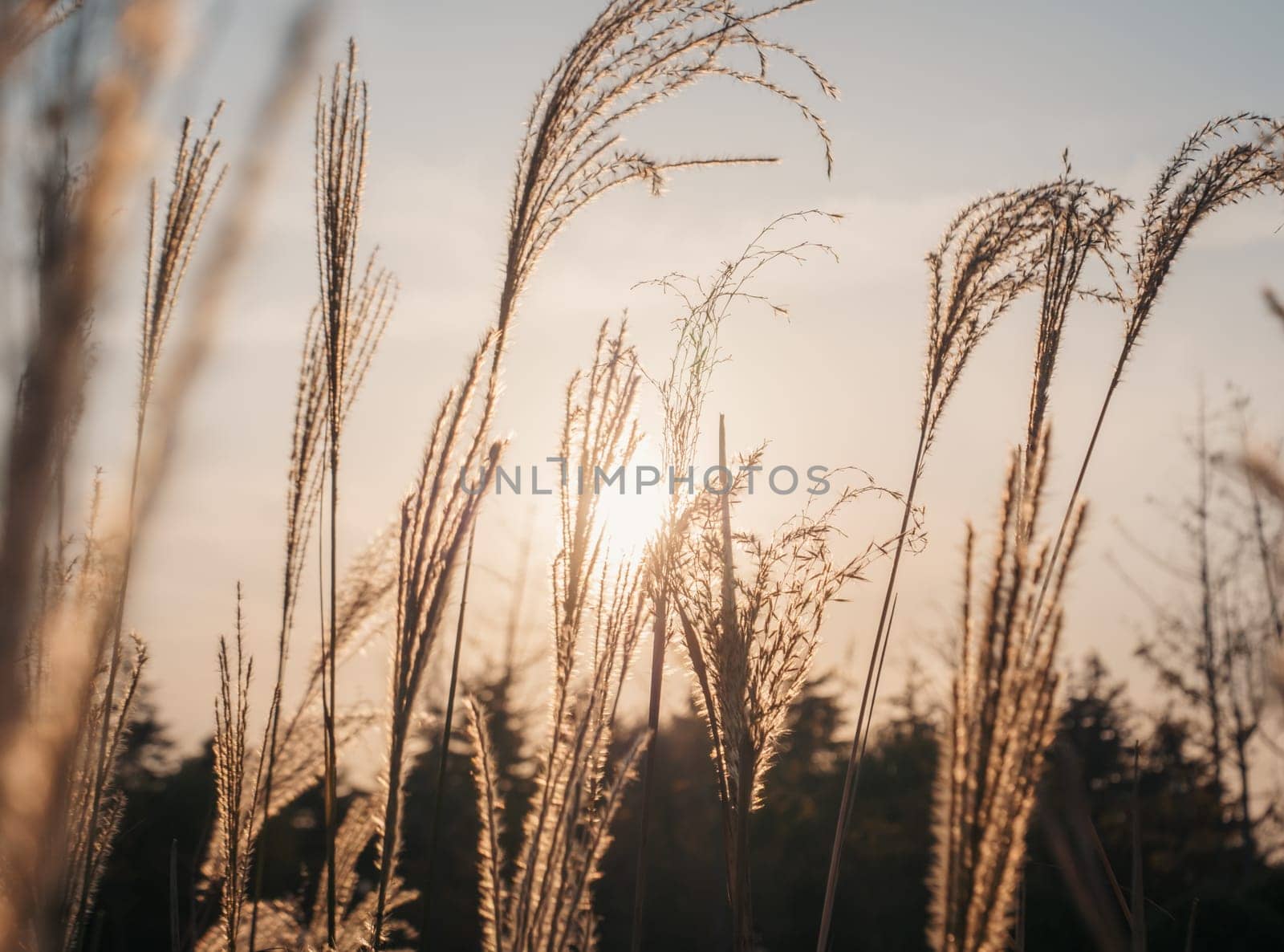 Golden wheat fields at sunset with sunlight filtering through, peaceful rural landscape by Busker