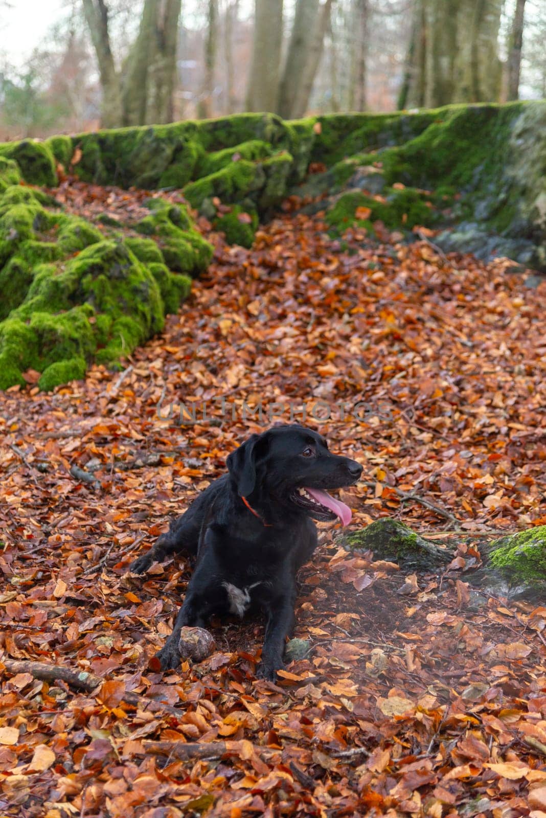 A black Labrador retriever lies contentedly on a forest floor covered in autumn leaves, with moss-covered rocks and trees in the background.