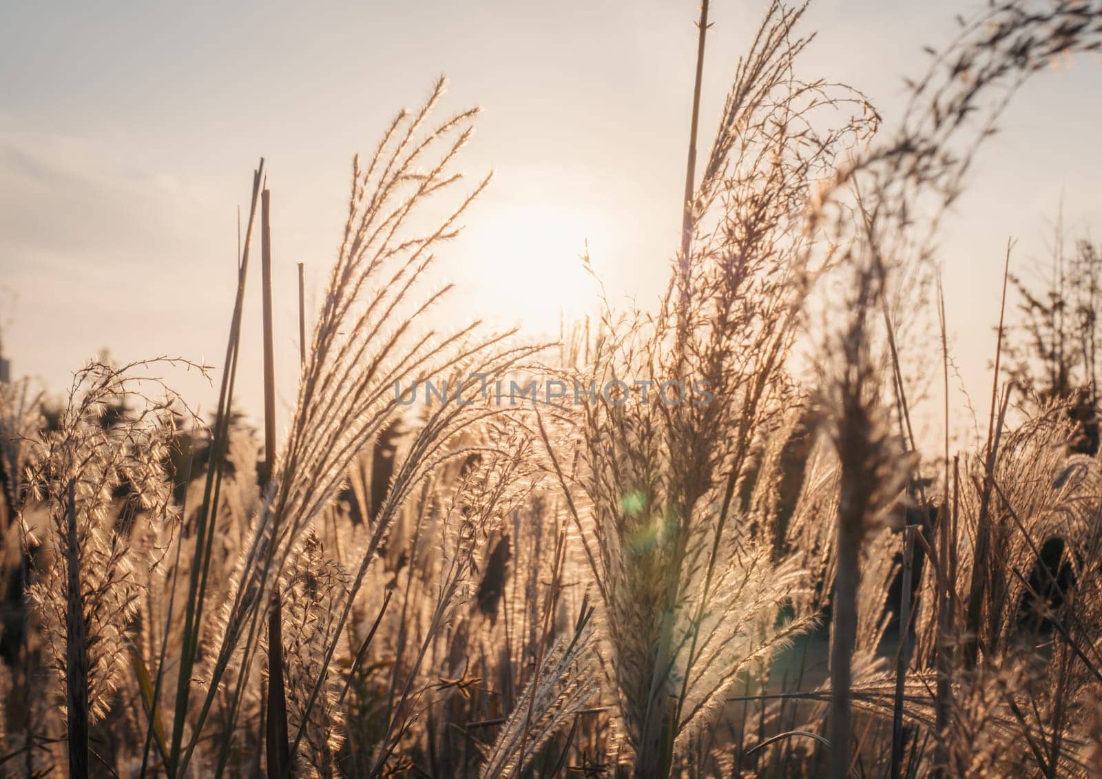 Golden wheat stalks gently sway in the wind as the setting sun casts a warm, golden glow. The serene rural landscape evokes a sense of calm and tranquility.