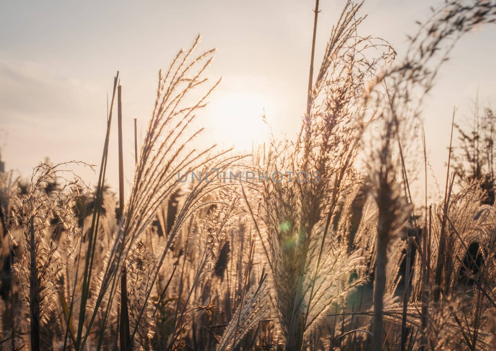 Golden wheat fields at sunset with sunlight filtering through, peaceful rural landscape by Busker