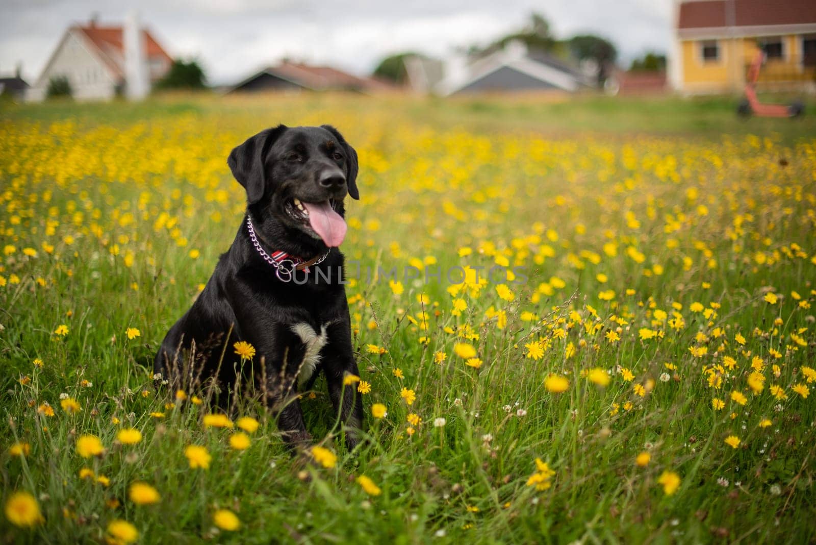 A joyful black Labrador retriever sitting in a lush field dotted with vibrant yellow wildflowers, with blurred houses in the background.