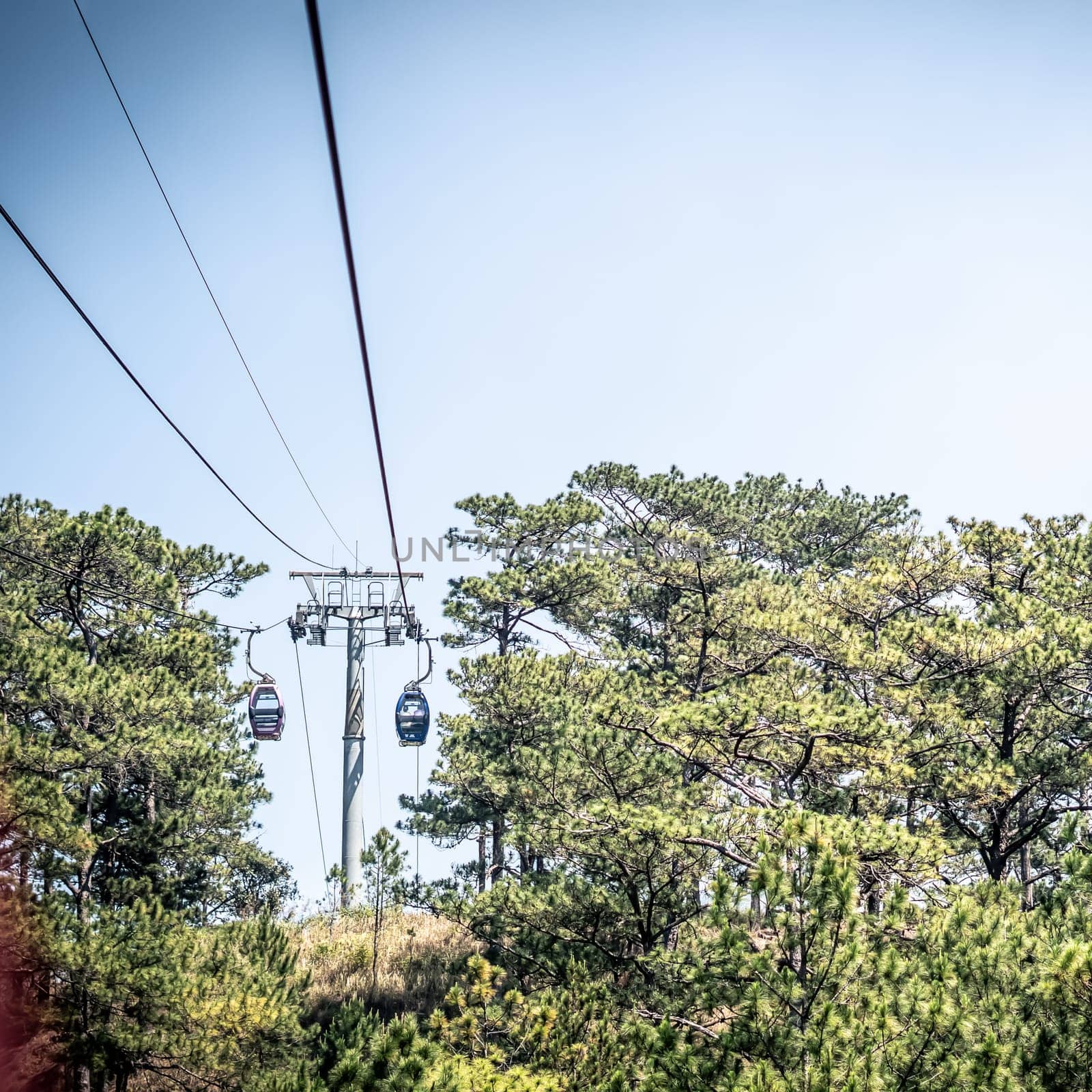 Fresh evergreen energy. Mountains pine forest. Nature background. Vietnam Dalat Amazing atmosphere.