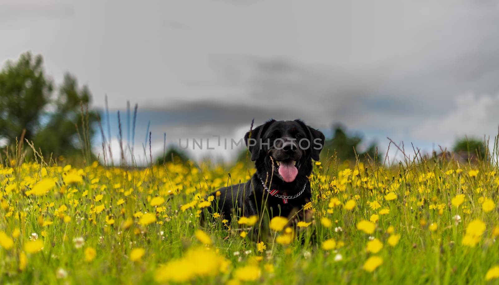 A cheerful black Labrador retriever lies in a meadow filled with yellow wildflowers, with a cloudy sky in the background.