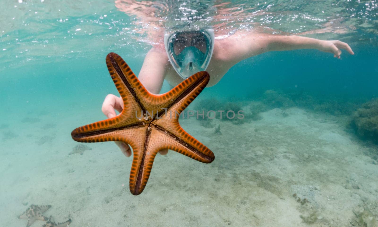 Snorkeler reaches for starfish in crystal clear tropical waters by Busker