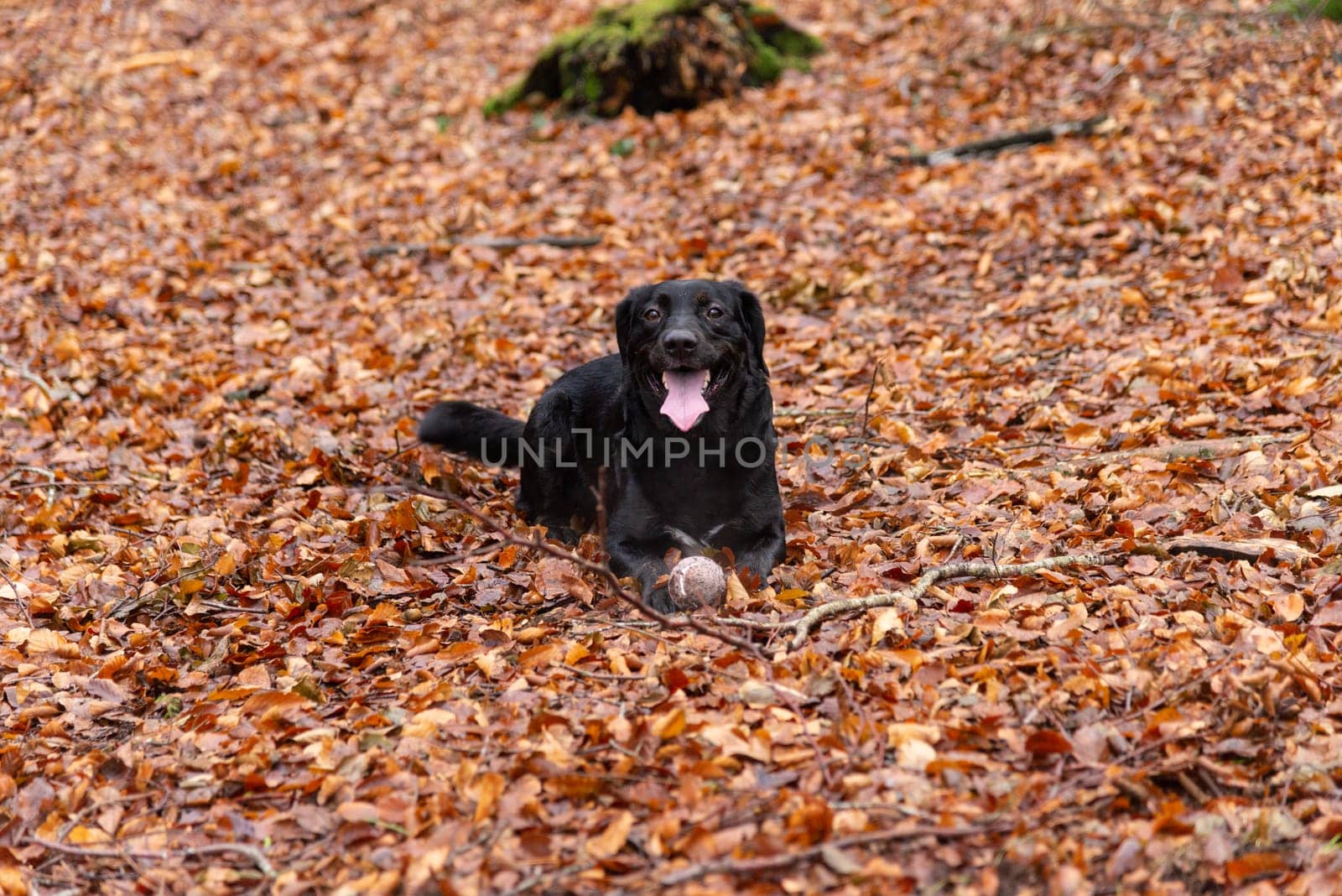 A happy black Labrador retriever lying among autumn leaves in a forest, holding a ball and enjoying the outdoor playtime.