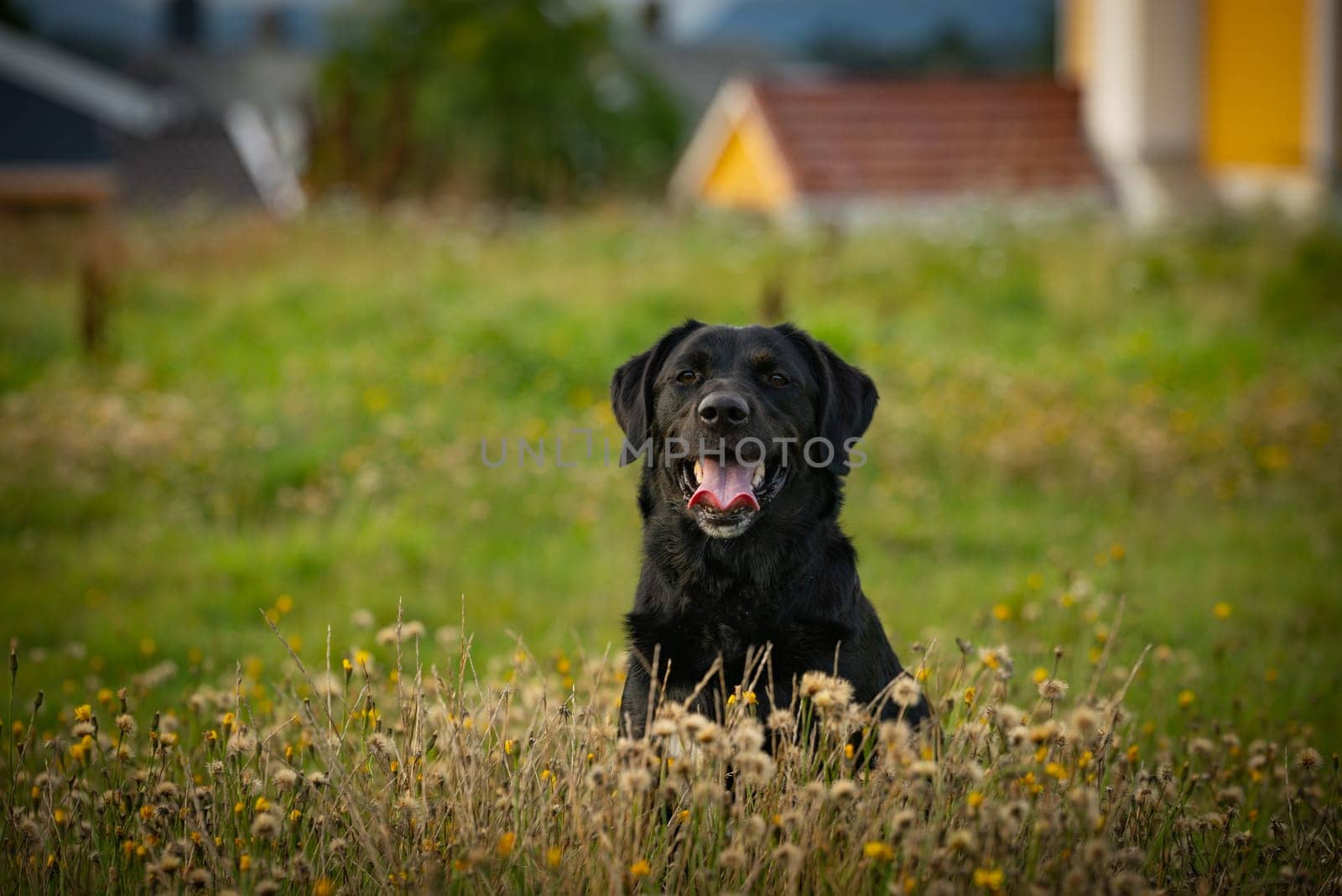 A joyful black dog sits amidst a colorful meadow, surrounded by wildflowers and soft evening light.