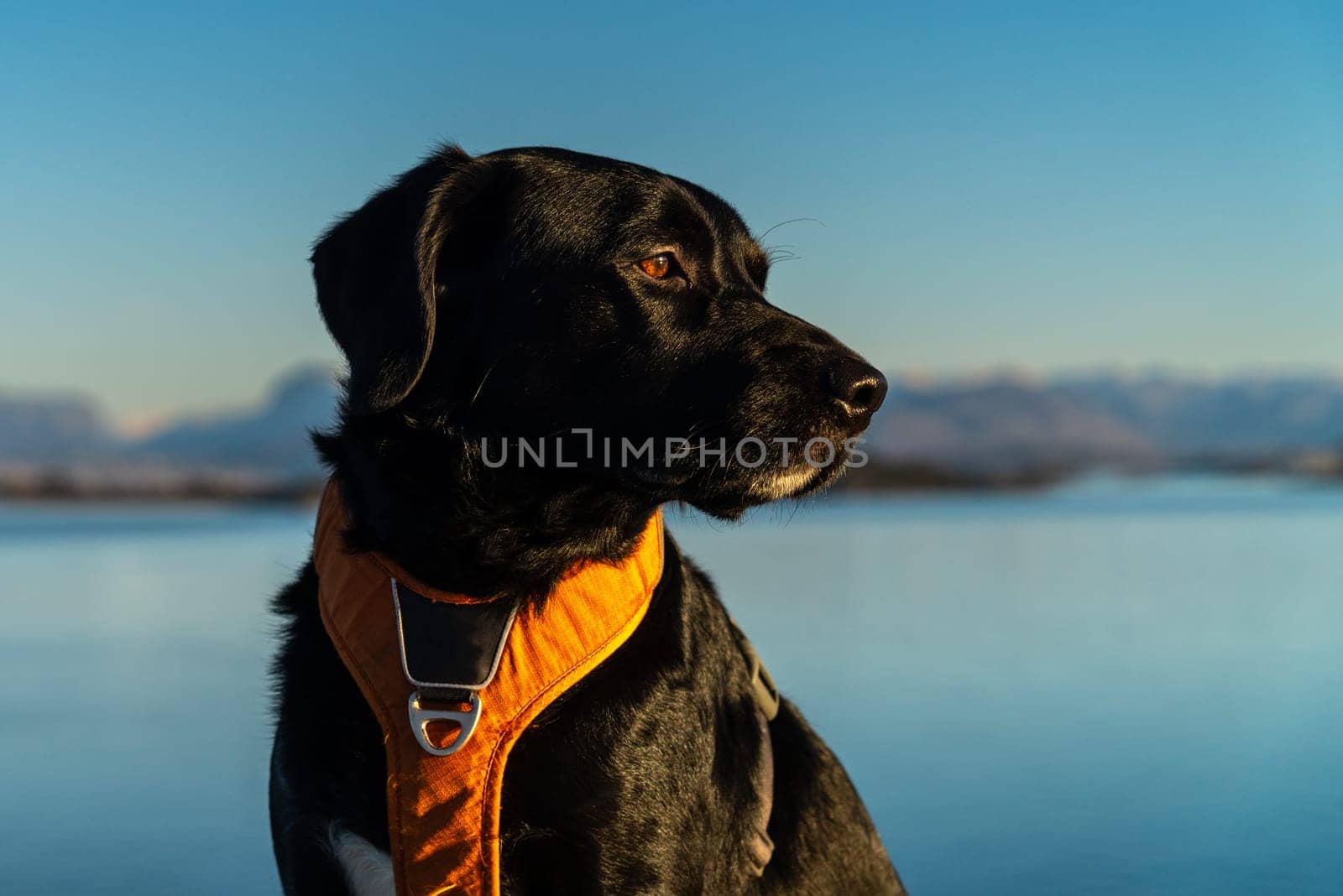 A black Golden Retriever adorned with a harness gazes into the distance, with a serene and blurred seascape backdrop