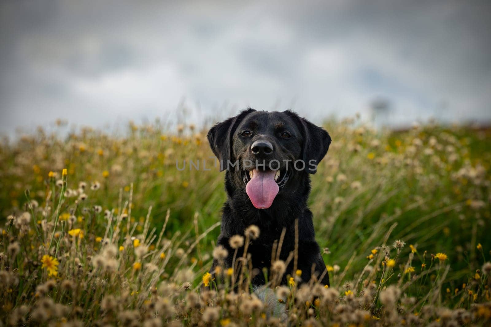 Black Golden Retriever Sitting in Wildflower Meadow by JavierdelCanto