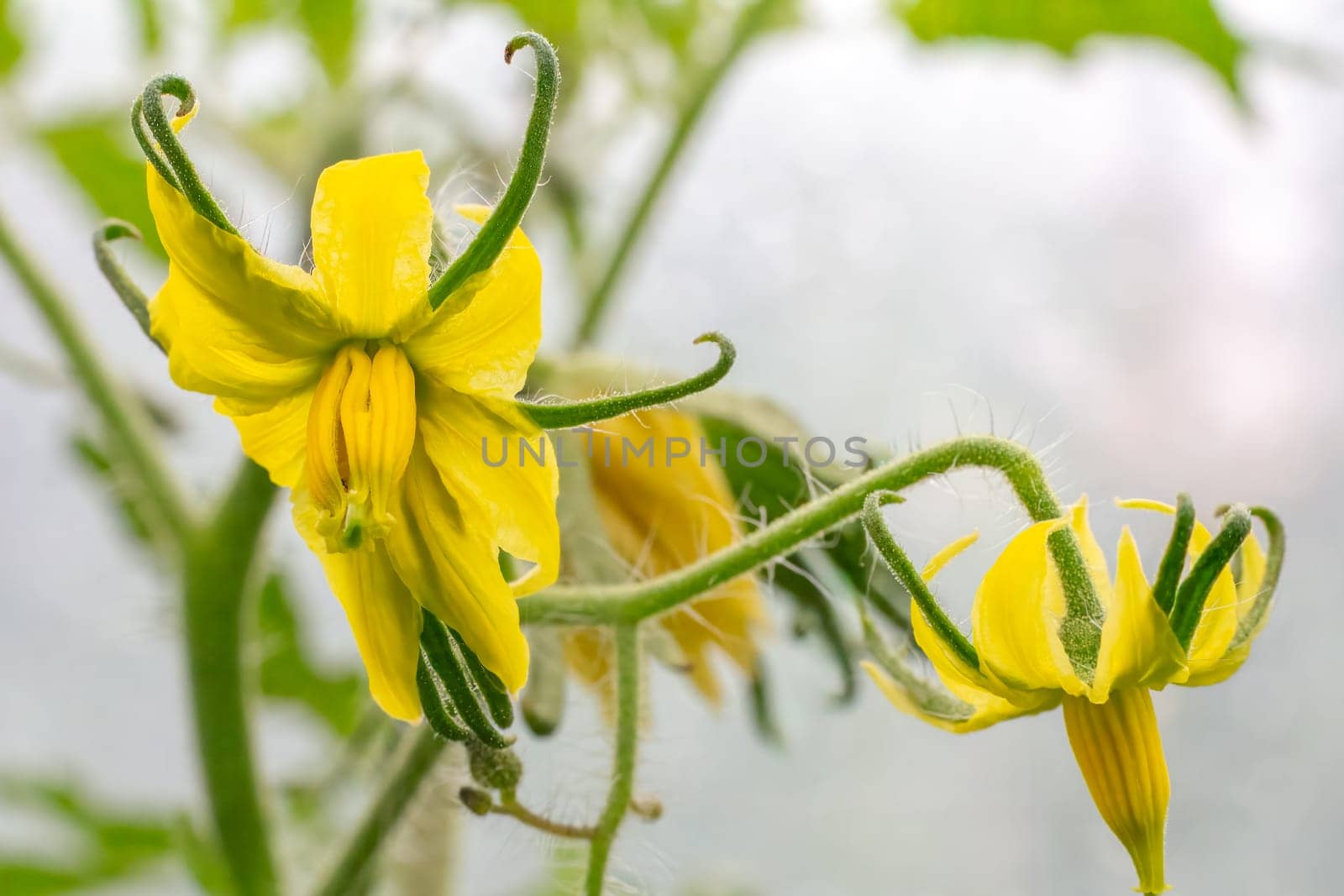 Close-up a tomato bush with flowers on a branch growing in the greenhouse. Shallow depth of field. Focus on flowers.