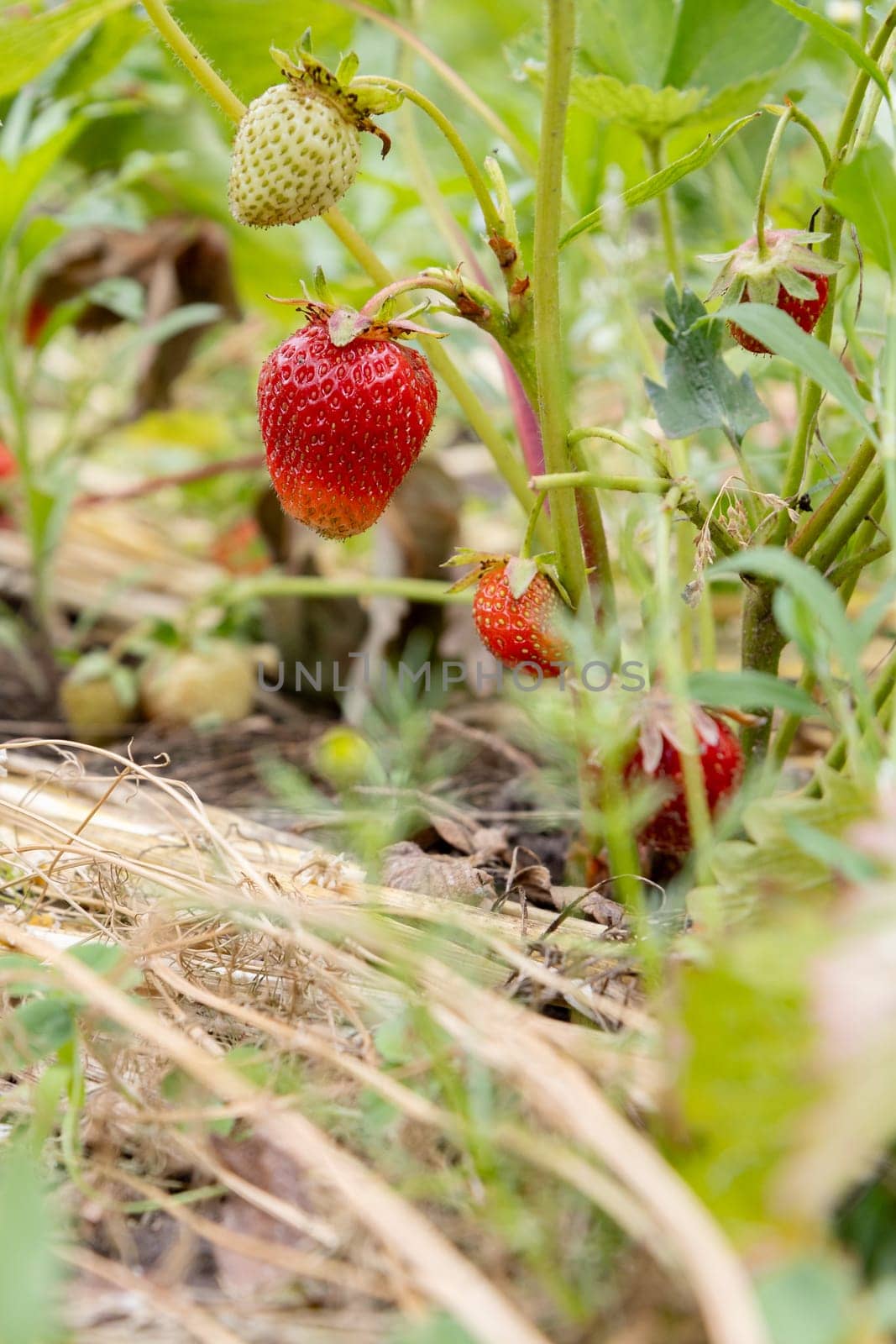 Red ripe and unripe strawberries on the bush. by mvg6894