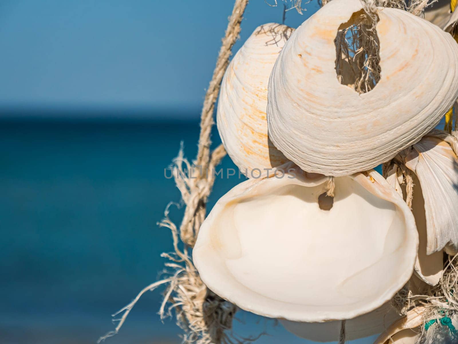 Seashell decoration hanging on beach with clear blue ocean in background during sunny day by Busker