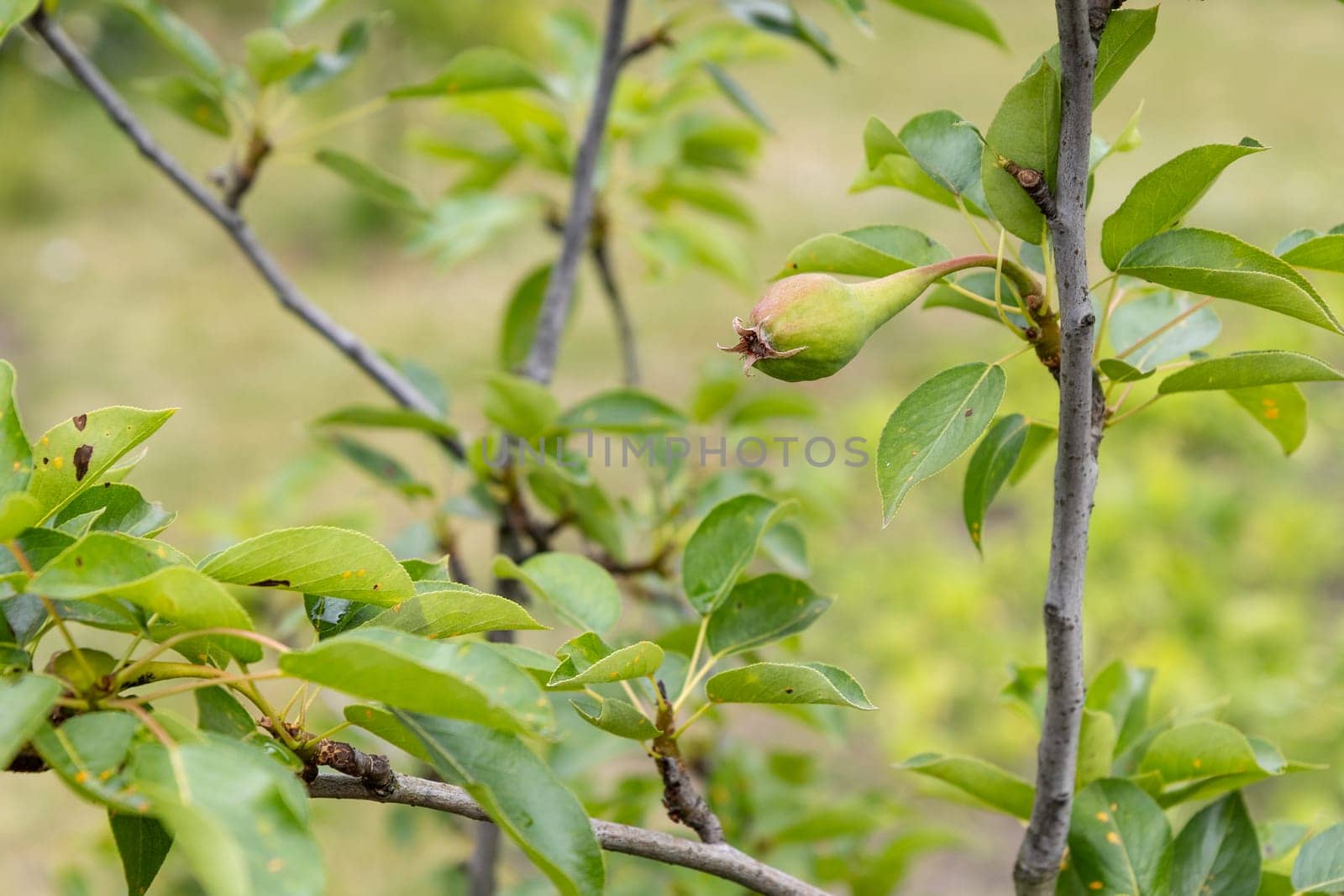 Fruit of an immature pear on a branch of the tree. Shallow depth of field. Fruits growing in the garden