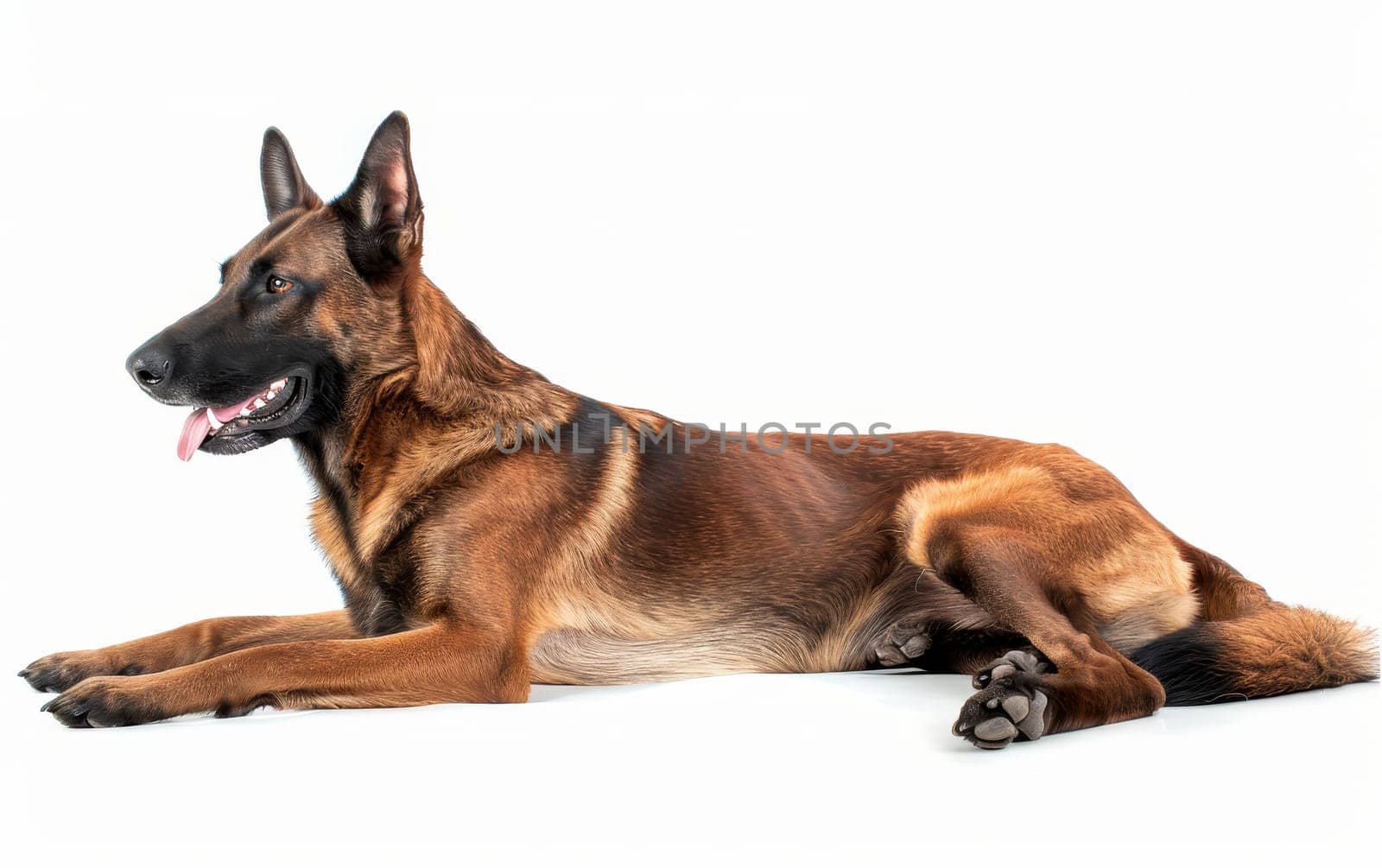 A Belgian Malinois dog lies down gracefully on a white background, its gaze fixed off-camera, embodying both the breed's elegance and attentiveness.