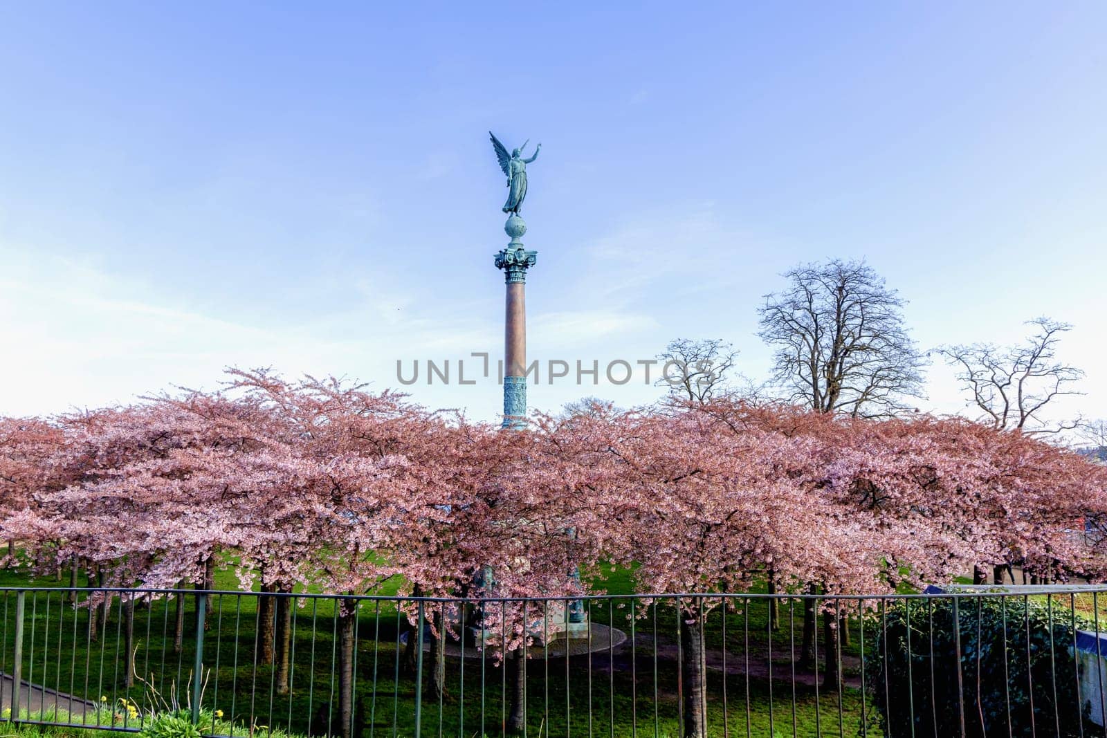 Cherry Blossom in Langelinie park on a beautiful spring day. Sakura festival. Copenhagen, Denmark