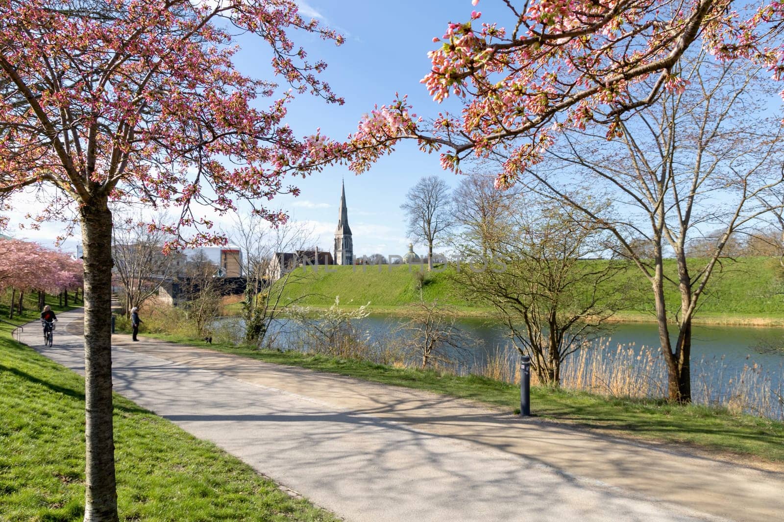 Cherry Blossom in Langelinie park on a beautiful spring day. Sakura festival. Copenhagen, Denmark - April 8, 2024.