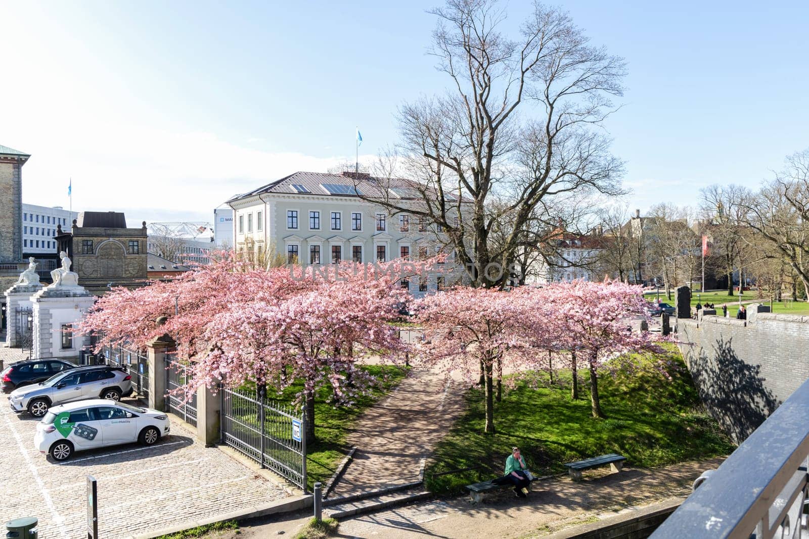 Cherry Blossom in Langelinie park on a beautiful spring day. Sakura festival. Copenhagen, Denmark - April 8, 2024.
