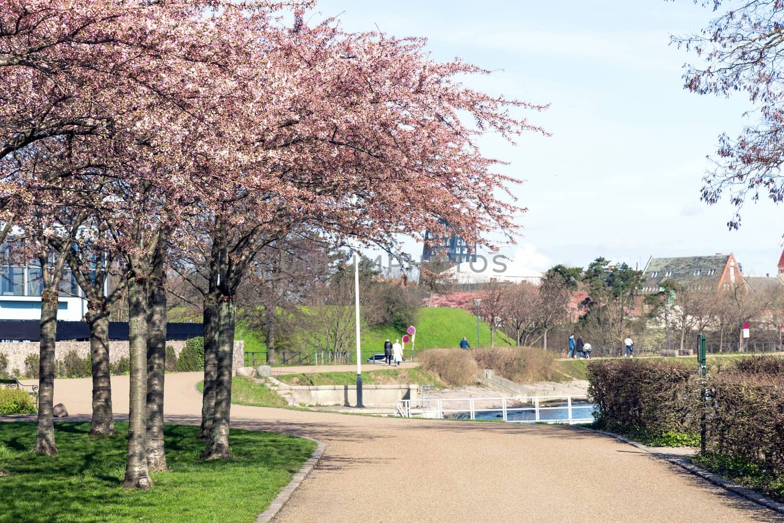 Cherry Blossom in Langelinie park on a beautiful spring day. Sakura festival. Copenhagen, Denmark - April 8, 2024.