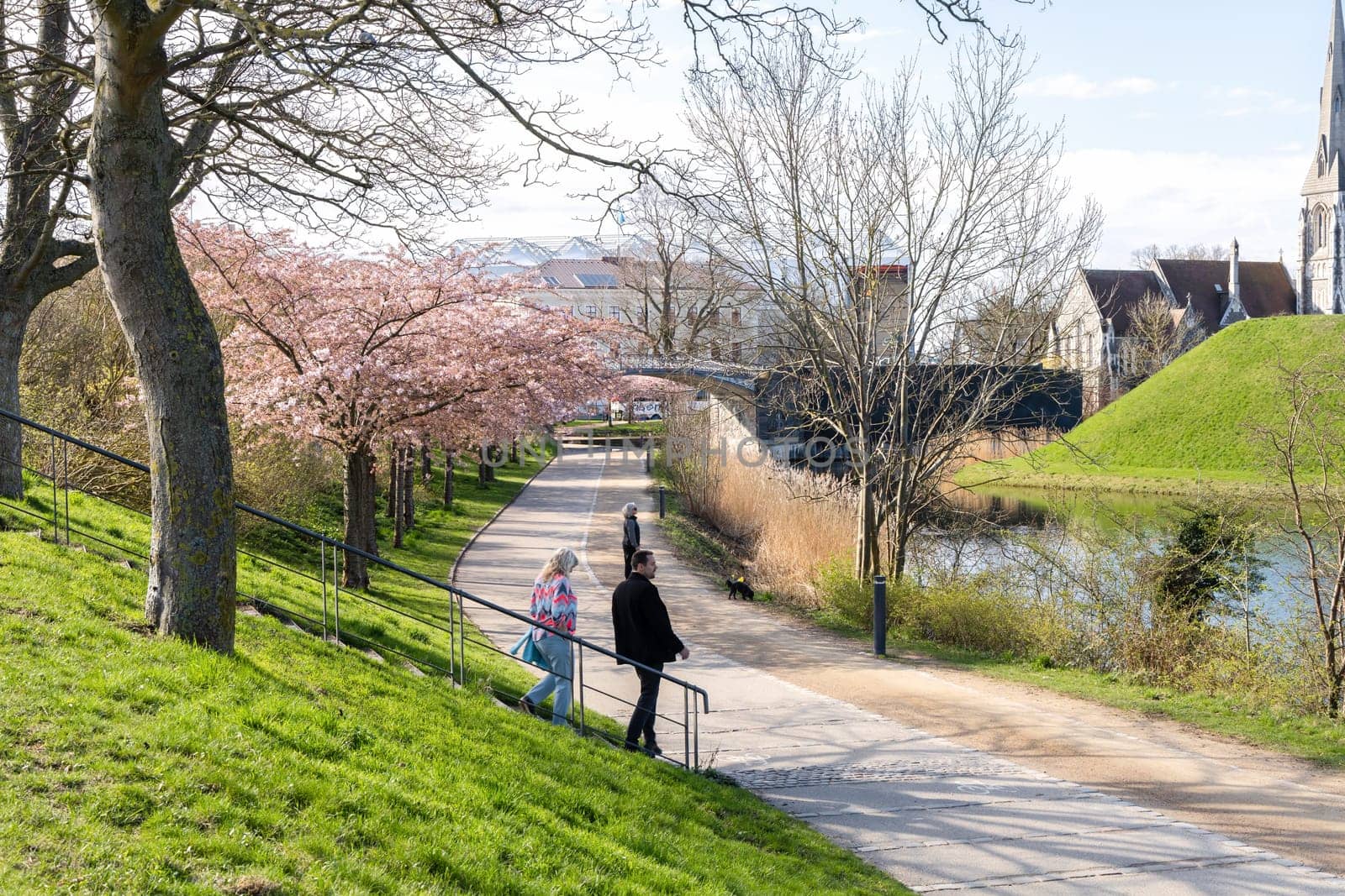 Cherry Blossom in Langelinie park on a beautiful spring day. Sakura festival. Copenhagen, Denmark - April 8, 2024.