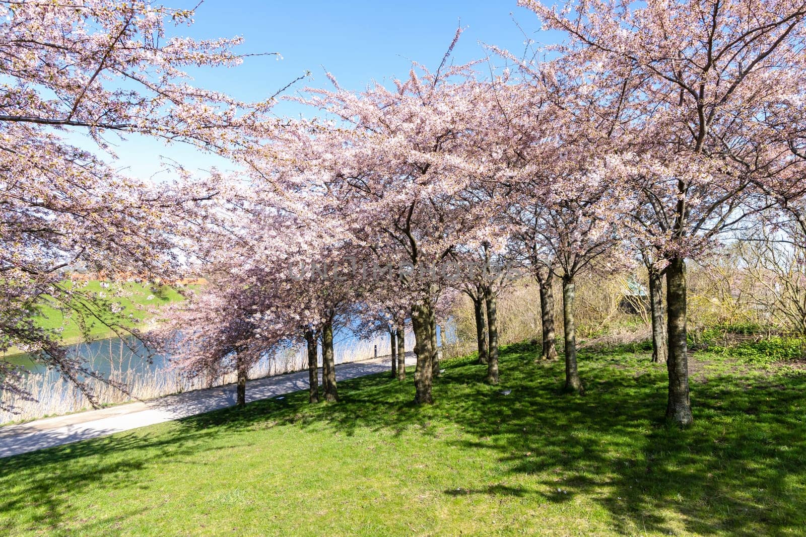 Cherry Blossom in Langelinie park on a beautiful spring day. Sakura festival. Copenhagen, Denmark