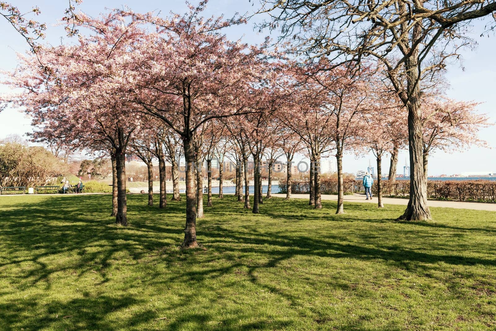 Cherry Blossom in Langelinie park on a beautiful spring day. Sakura festival. Copenhagen, Denmark - April 8, 2024.