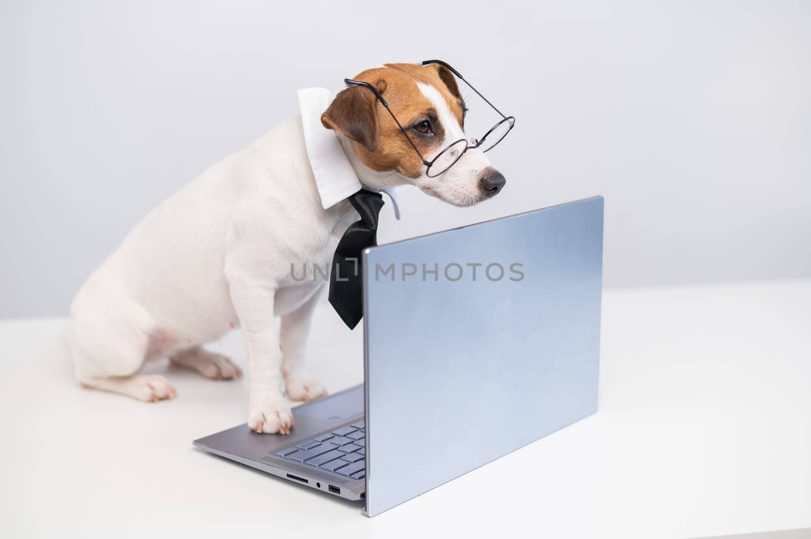 Smart dog jack russell terrier in a tie and glasses sits at a laptop on a white background