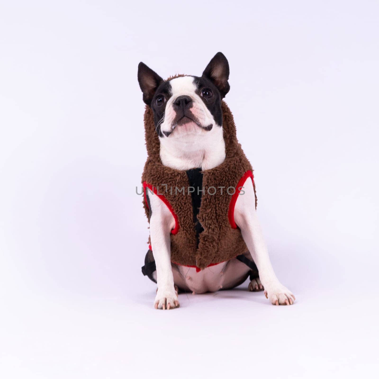 Boston Terrier. Portrait of a dog on white dark background and chair.