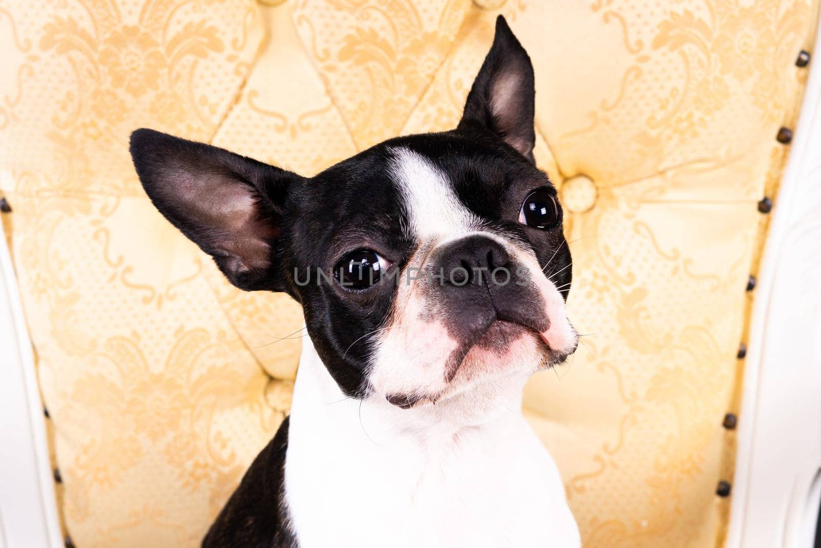 Boston Terrier. Portrait of a dog on a white dark background and chair. by Zelenin