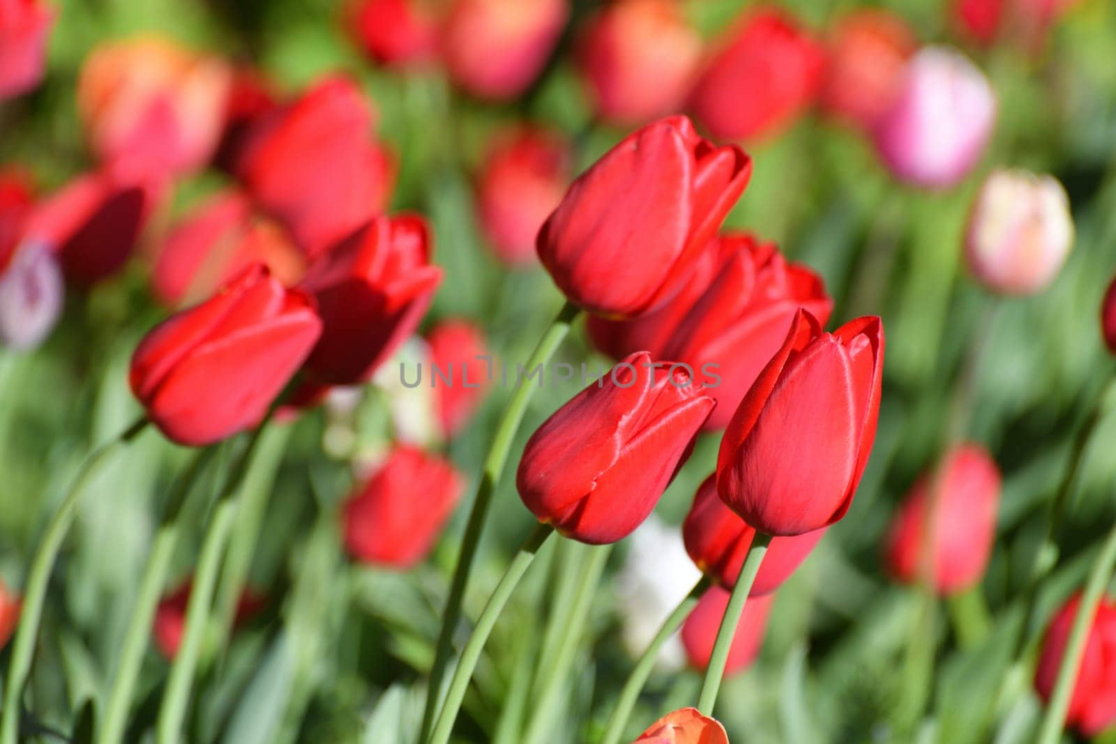 Variety ile de france tulip