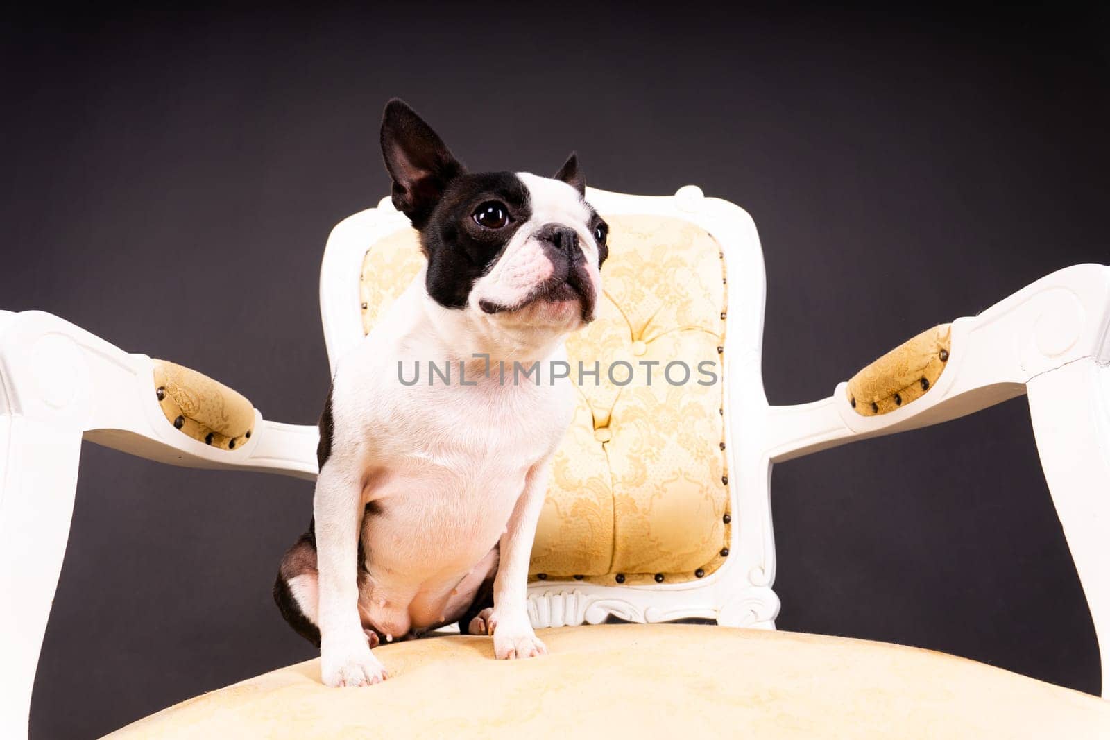 Boston Terrier. Portrait of a dog on white dark background and chair.