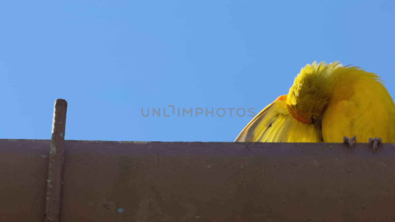 Small yellow bird preens on a roof against a clear blue sky, ideal for overlaying text.