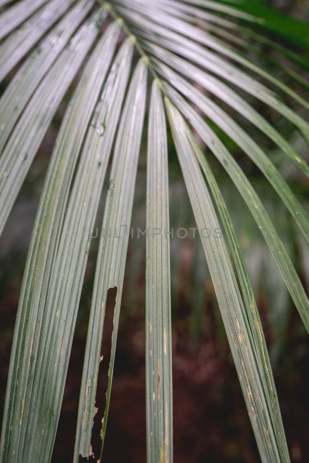 Close up Palm tree leaves in the Botanic garden in São Paulo, Brazil.